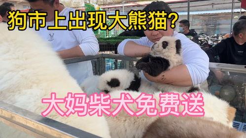 狗市惊现国产熊猫视频,真假熊猫大揭秘！