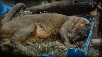 国产人和动物在线视频